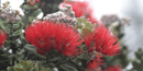 `Ohi`a tree with lehua blossoms. `Ohi`a tree with lehua blossoms.